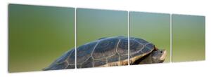 Obraz želvy - moderní obrazy (160x40cm)