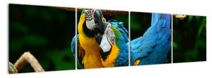 Obraz papoušků na laně (160x40cm)