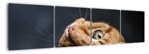 Moderní obraz kočky (160x40cm)