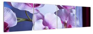 Obraz orchideje (160x40cm)