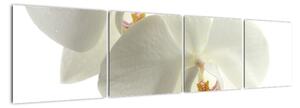 Obraz orchideje (160x40cm)