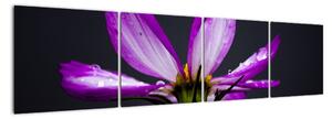 Obraz - květiny (160x40cm)