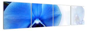 Obraz s orchidejí (160x40cm)