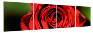 Obrázek růže (160x40cm)