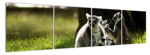 Obraz lemurů (160x40cm)