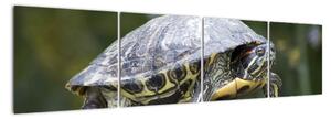 Obraz suchozemské želvy (160x40cm)