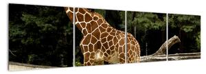 Obraz žirafy (160x40cm)