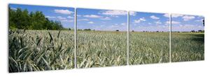 Pole pšenice - obraz (160x40cm)