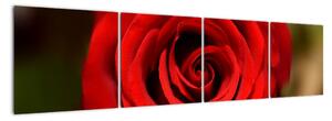Detail růže - obraz (160x40cm)