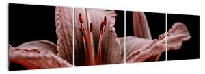 Detail květiny - obraz (160x40cm)