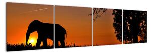 Obraz slona v přírodě (160x40cm)