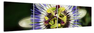 Obrazy květin (160x40cm)