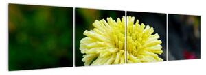 Obrazy květiny (160x40cm)