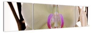 Orchidej - obraz (160x40cm)