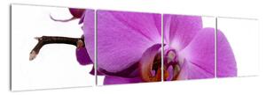 Orchidej - obraz (160x40cm)