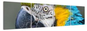 Papoušek - obraz (160x40cm)