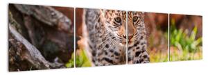 Mládě leoparda - obraz do bytu (160x40cm)