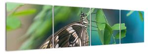 Motýl - obraz (160x40cm)