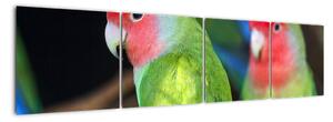 Papoušci - obraz (160x40cm)