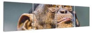 Opice - obrazy (160x40cm)