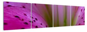 Detail květu - moderní obraz (160x40cm)