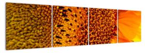 Detail slunečnice - obraz (160x40cm)