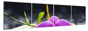 Květ orchideje - obraz (160x40cm)