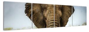 Slon - obraz (160x40cm)