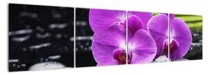 Obraz - orchidej (160x40cm)