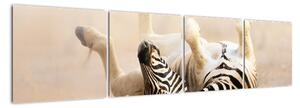 Obraz zebry (160x40cm)