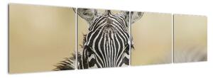 Zebra - obraz (160x40cm)