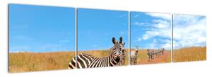 Zebra na cestě - obraz (160x40cm)