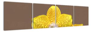 Žlutá orchidej - obraz (160x40cm)