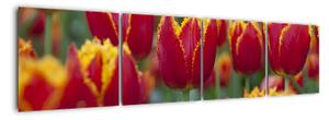Tulipánové pole - obraz (160x40cm)