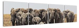 Stádo slonů - obraz (160x40cm)