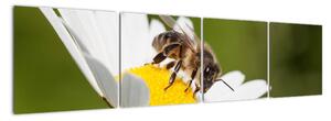 Včela na sedmikrásce - obraz (160x40cm)