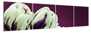 Makro tulipánů - obraz (160x40cm)