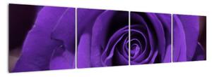 Detail růže - obraz (160x40cm)