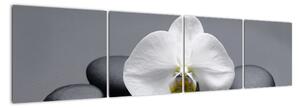 Květ orchideje - moderní obraz (160x40cm)