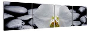 Květ orchideje - obraz (160x40cm)