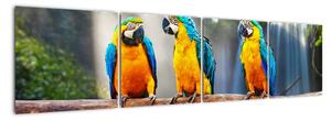 Obraz - papoušci (160x40cm)