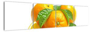 Pomeranče, obraz (160x40cm)