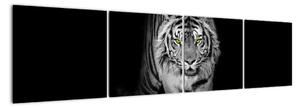 Tygr černobílý, obraz (160x40cm)