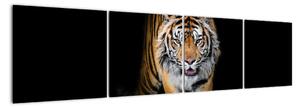 Tygr, obraz (160x40cm)