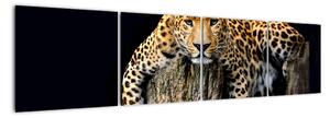 Leopard, obraz (160x40cm)