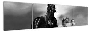 Černobílý obraz koňů (160x40cm)