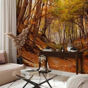 Fototapeta Les v barvách podzimu - krajina přírody na podzim s opadanými listy