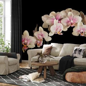 Fototapeta Blooming orchid
