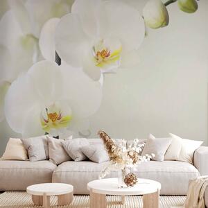Fototapeta Bílá orchidej - světlé květiny