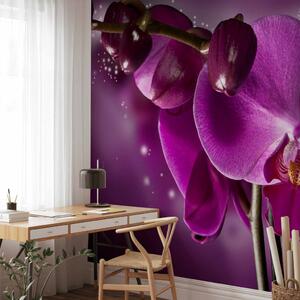 Fototapeta Pohádka a orchidej - fantazie květinového motivu v odstínech fialové